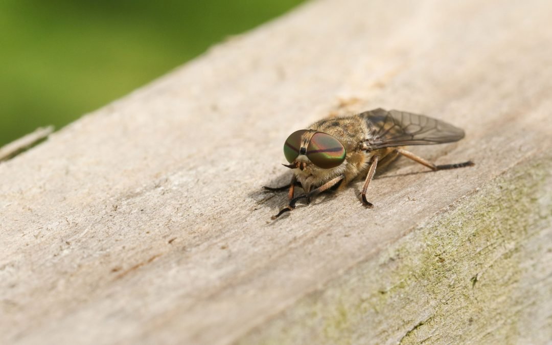 Dealing with the Pain and Irritation of Horse Fly Bites